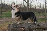 CORGI PEMBROKE 1433